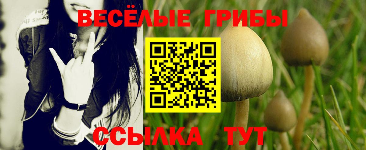 Псилоцибиновые грибы Cubensis Ставрополь